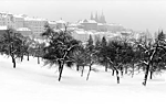 Apple orchard on Petrin Hill