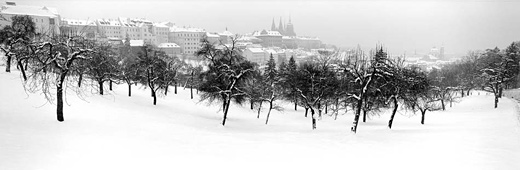 Apple orchard on Petrin Hill near to Apartment in Prague’s Vlasska and Prokopska apartments. 